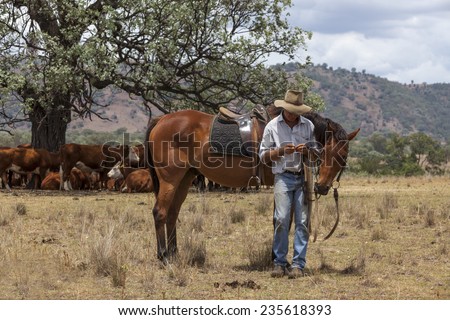 Australian stockman with horse and cattle