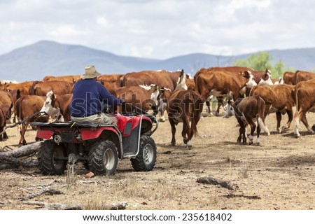 Australian farmer on quad bike mustering cattle
