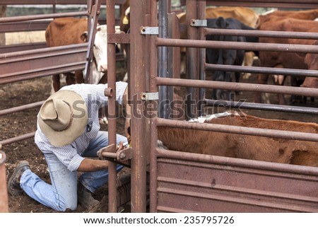 Australian stockman checking cattle