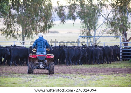 Man on quad bike with cattle