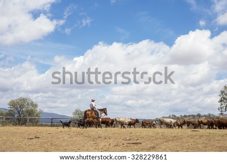 Australian stockman mustering cattle