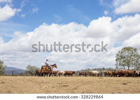 Australian stockman mustering cattle
