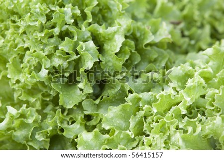 Curly Lettuce