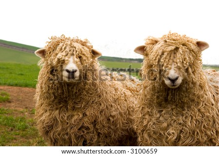 Curly coated sheep.Lincoln long wool breed