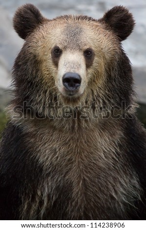 Portrait of a Brown Bear