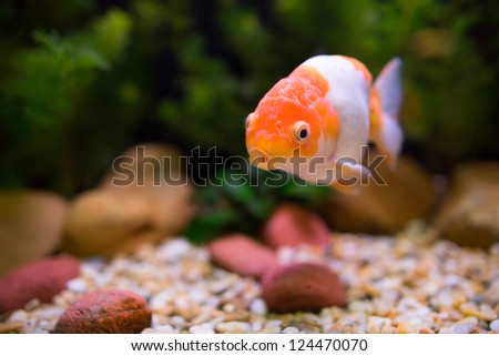 Gold Fish swims in the tank