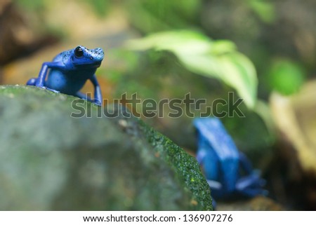 Blue Poison Dart Frog in the forest