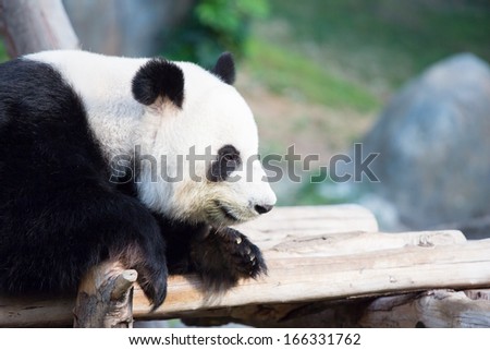 Closeup of a cute Panda Bear