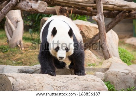 cute Panda Bear