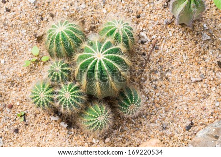 Cactus on the sandy ground