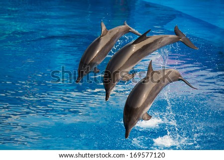 Dolphins dive into water, doing performance in park
