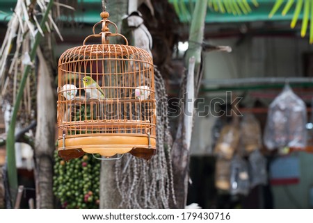 bird in the wooden cage, taken in Hong Kong Bird Market