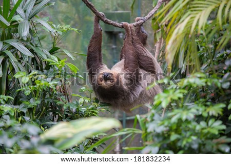 Sloth on the tree