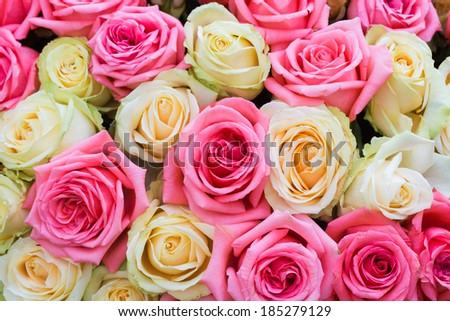 Natural pink and yellow roses background