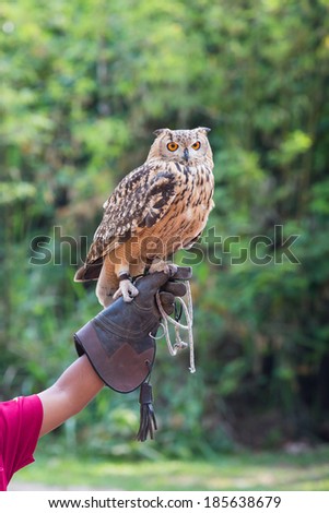 Eagle Owl standing on the hand of the trainer in the bird show