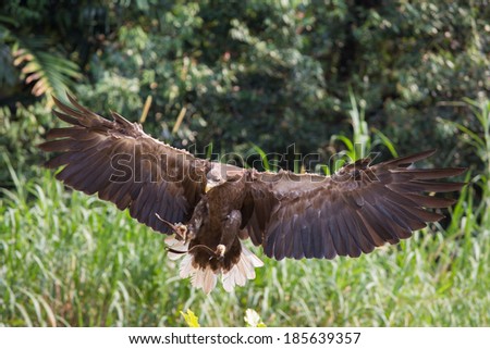 Eagle Landing