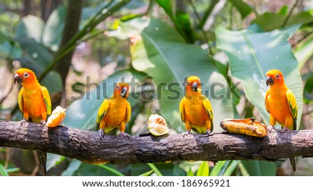 Colorful yellow parrot, Sun Conure (Aratinga solstitialis) eating fruit