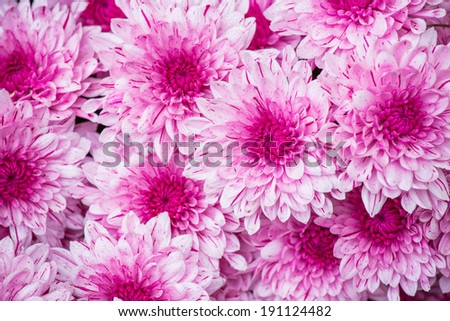 purple chrysanthemum flowers background