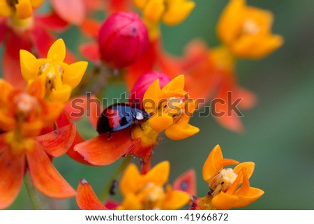 small beetle on the flower, snapped in Hong Kong Wetland Park