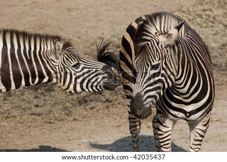 Kissing Zebras