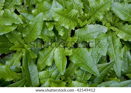 The Chinese Lettuce (vegetable)