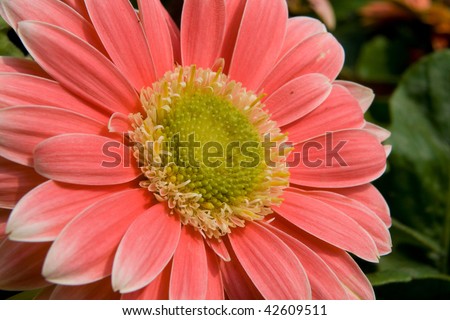 Close up of the daisy, snapped in Hong Kong