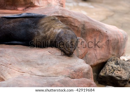 Sea lion is lying down, snapped in Bangkok, Thailand