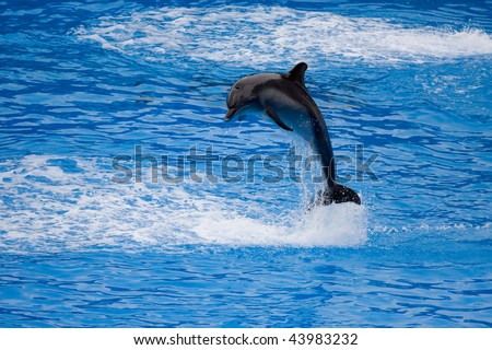 The jumping dolphin