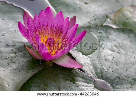 A purple full bloom lotus flower in the temple
