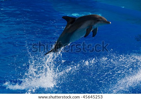 The dolphins\' performance, snapped in Ocean Park, Hong Kong