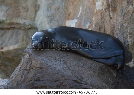 Sea Lion takes a nap on rock