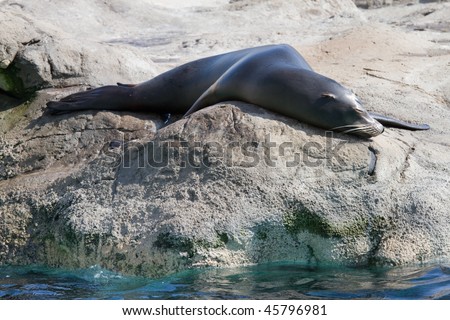 Sea Lion takes a nap on the rock