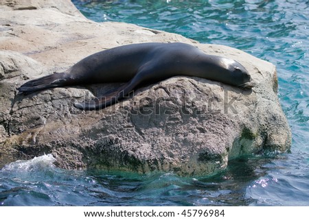 Sea Lion takes a nap on the rock