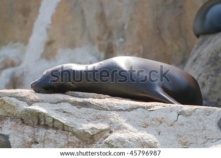 Sea seal sleeping, snapped in Ocean Park, Hong Kong