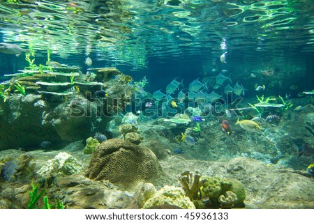 Underwater world, Hong Kong Ocean Park previous aquarium