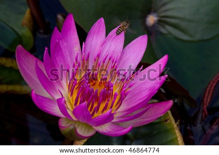The bee is flying away from the lotus flower