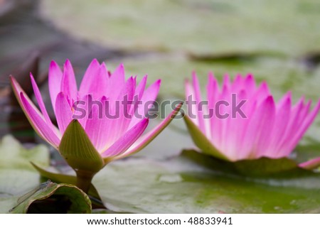 Insects beside the Full Bloom Lotus Flower