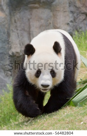 Giant Panda, national emblem of China, national treasure of China