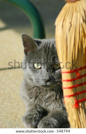 Cat hiding behind broom