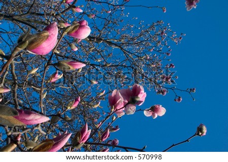 Magnolia tree with bloomed flowers taken with wide angle lens