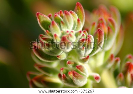 Hen and chick plant macro