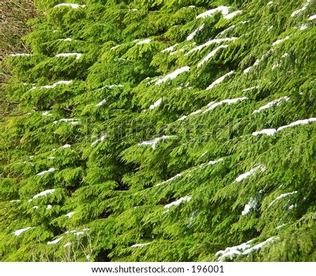 Evergreen stock options