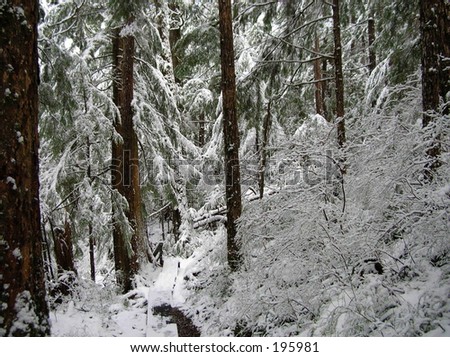 Forest in the snow with tall tree trunks