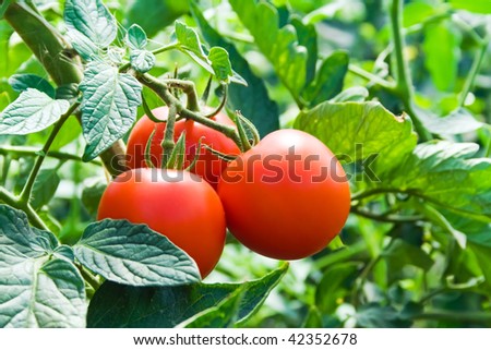 Isolated growing three fresh red tomatoes with green leaves