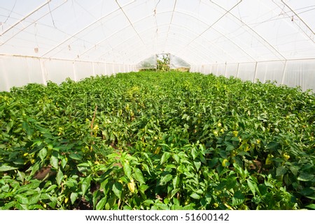 green house with pepper plantation (tunnel shaped plastic greenhouse)
