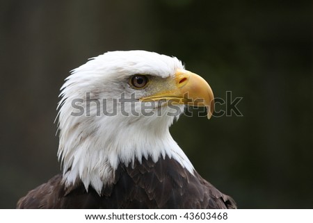 Bald Eagle American Bald Headed Eagle