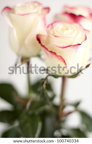 Beautiful white roses with dark pink trim