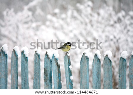 tit sitting on a fence in winter