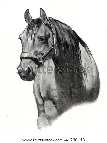stock photo Horse Head in Pencil