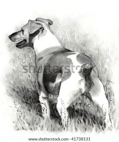 stock photo Jack Russell Pencil Drawing